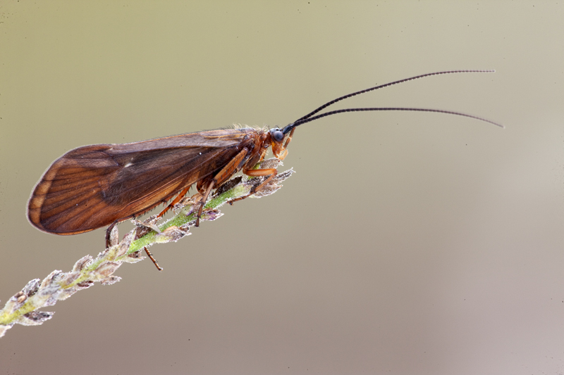 Anabolia sp.